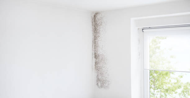 Best Attic Mold Removal  in Brownsville, PA