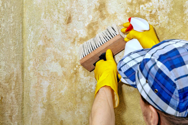 Reliable Brownsville, PA Mold Removal Solutions