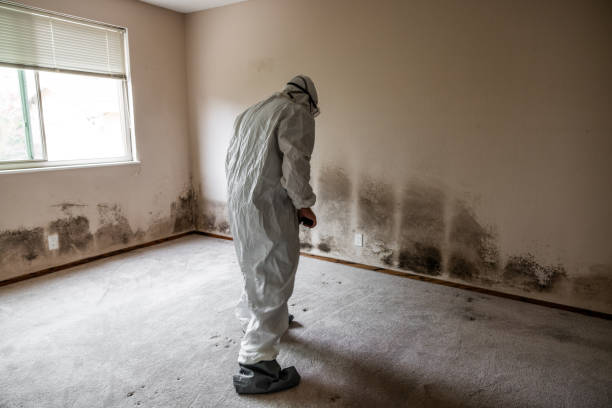 Best Emergency Mold Remediation  in Brownsville, PA
